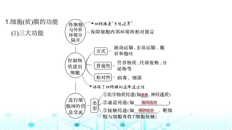 2024届苏教版高中生物一轮复习细胞膜与细胞核课件05