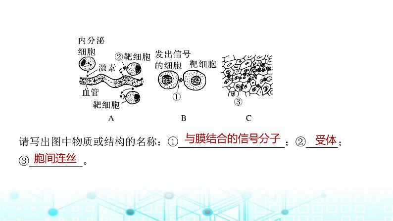 2024届苏教版高中生物一轮复习细胞膜与细胞核课件06