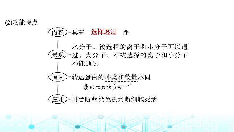 2024届苏教版高中生物一轮复习细胞膜与细胞核课件07