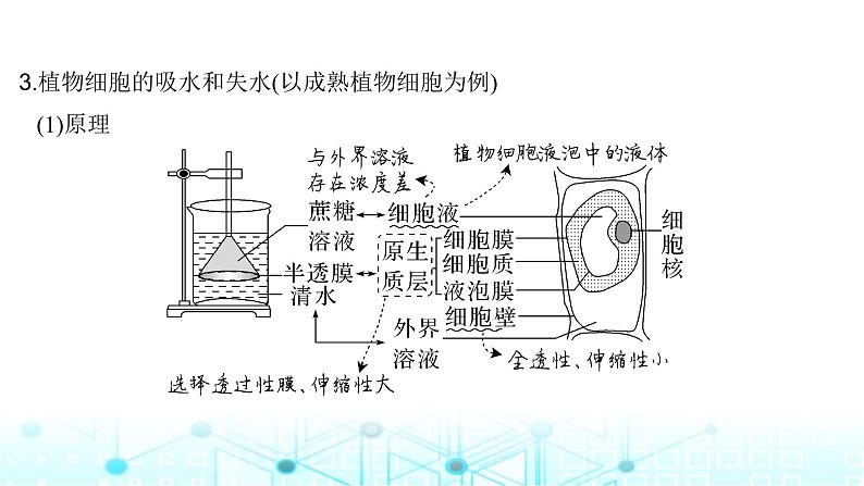 2024届苏教版高中生物一轮复习细胞的物质输入和输出课件第8页