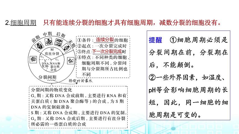 2024届苏教版高中生物一轮复习细胞的增殖课件第6页