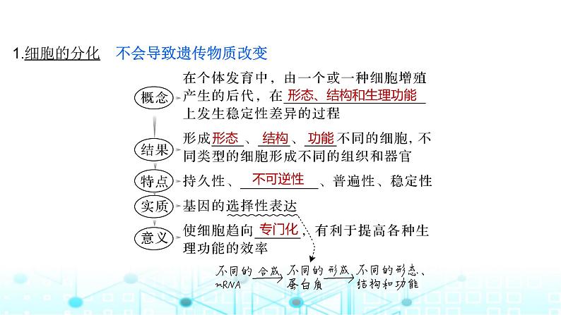 2024届苏教版高中生物一轮复习细胞的分化、衰老和死亡课件第5页