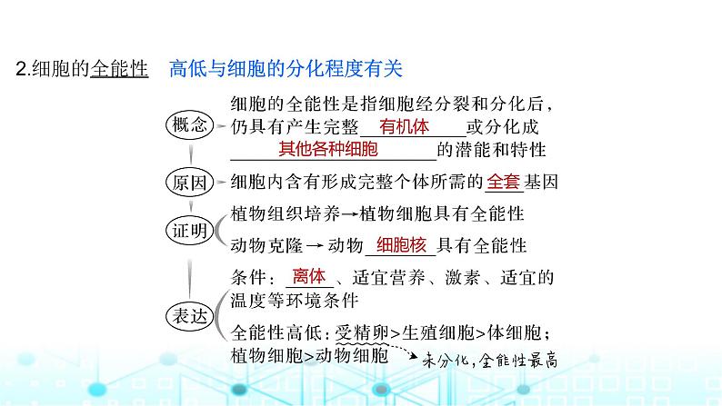 2024届苏教版高中生物一轮复习细胞的分化、衰老和死亡课件第7页