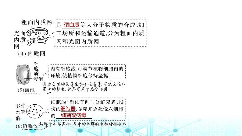 2024届苏教版高中生物一轮复习细胞器之间的分工合作课件第7页