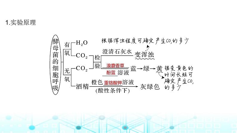 2024届苏教版高中生物一轮复习细胞呼吸的原理和应用课件第5页