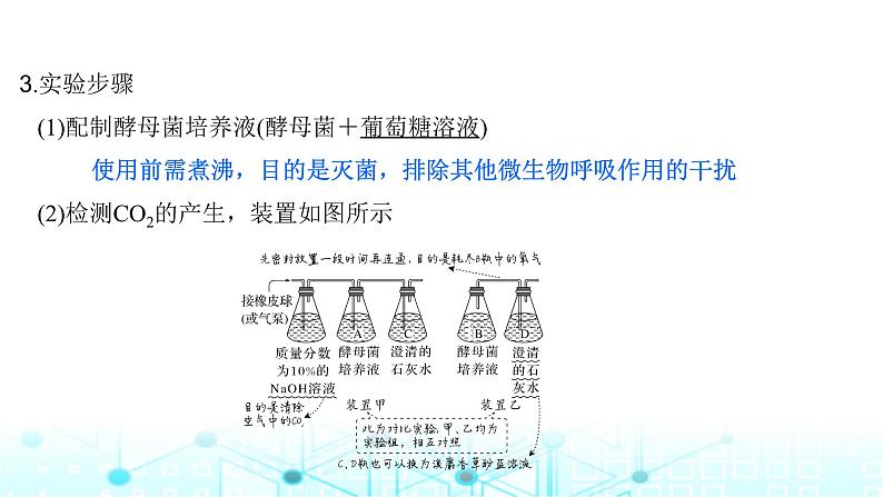 2024届苏教版高中生物一轮复习细胞呼吸的原理和应用课件第8页