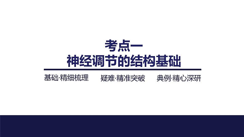 2024届苏教版高中生物一轮复习神经调节的结构基础和基本方式课件04