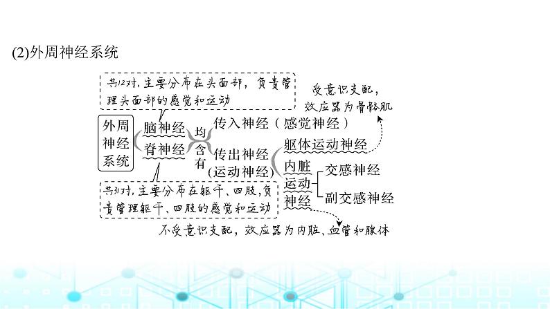 2024届苏教版高中生物一轮复习神经调节的结构基础和基本方式课件06