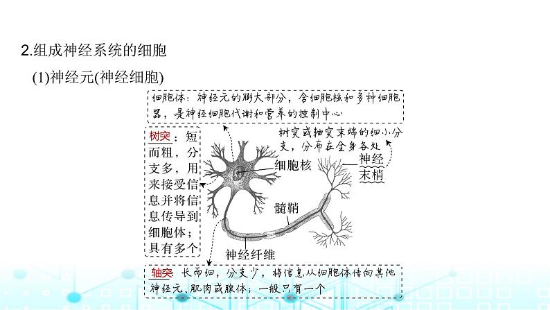 2024届苏教版高中生物一轮复习神经调节的结构基础和基本方式课件08