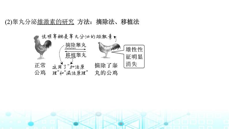 2024届苏教版高中生物一轮复习激素调节的过程课件08