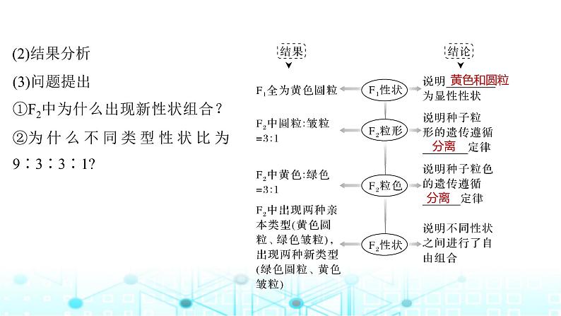 2024届苏教版高中生物一轮复习基因的自由组合定律课件第6页