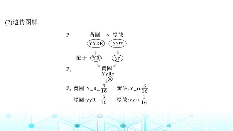 2024届苏教版高中生物一轮复习基因的自由组合定律课件第8页