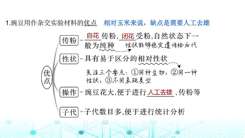 2024届苏教版高中生物一轮复习基因的分离定律课件第5页