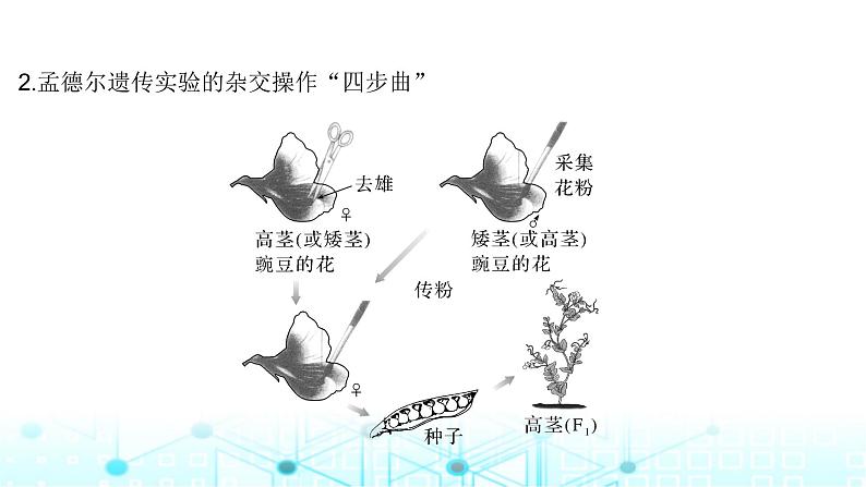 2024届苏教版高中生物一轮复习基因的分离定律课件第6页