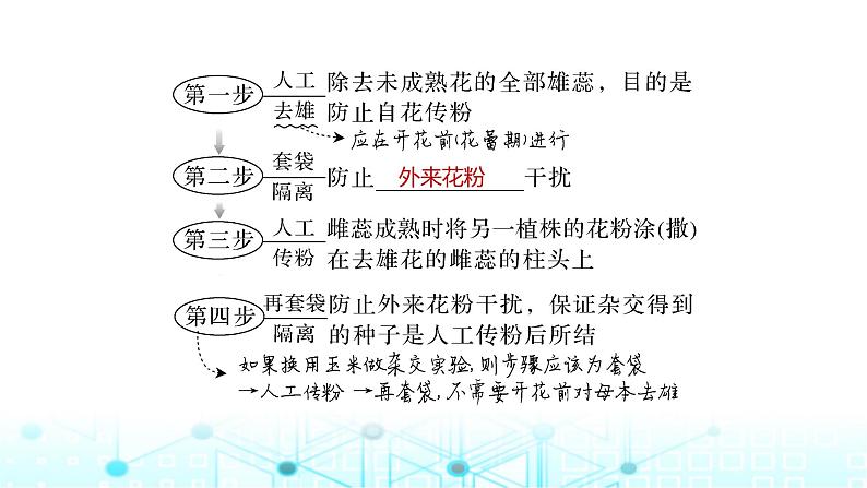 2024届苏教版高中生物一轮复习基因的分离定律课件第7页