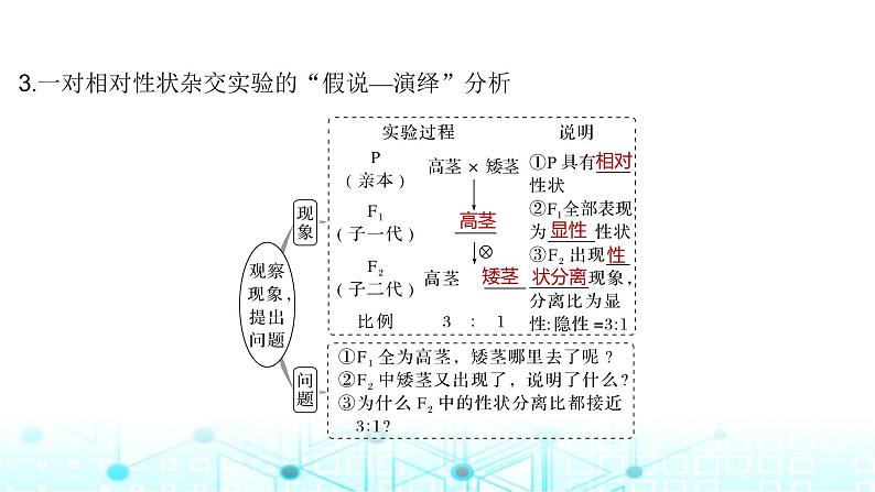 2024届苏教版高中生物一轮复习基因的分离定律课件第8页