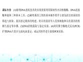2024届苏教版高中生物一轮复习基因工程的基本工具和基本操作程序课件