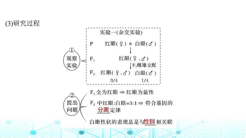 2024届苏教版高中生物一轮复习基因在染色体上、伴性遗传课件第6页