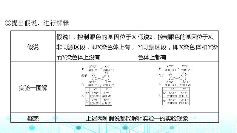 2024届苏教版高中生物一轮复习基因在染色体上、伴性遗传课件第7页