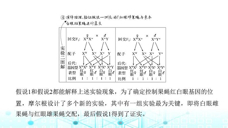 2024届苏教版高中生物一轮复习基因在染色体上、伴性遗传课件第8页