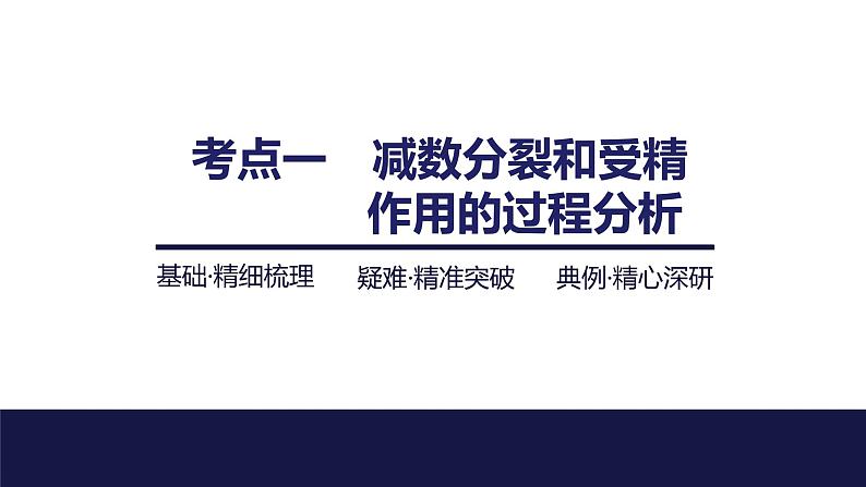 2024届苏教版高中生物一轮复习减数分裂和受精作用课件04