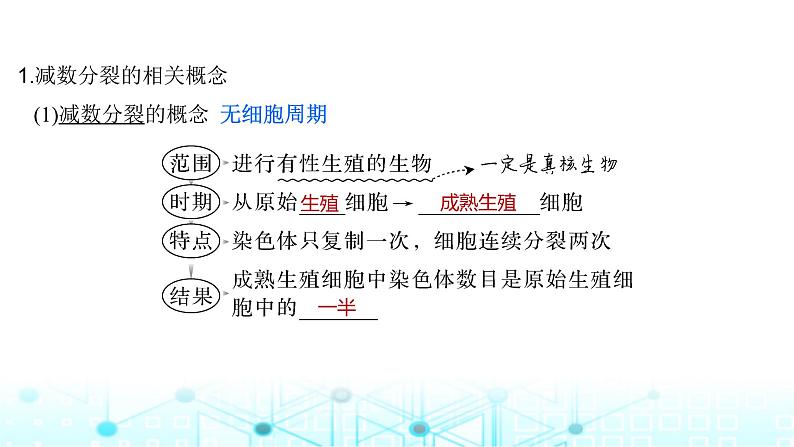 2024届苏教版高中生物一轮复习减数分裂和受精作用课件05