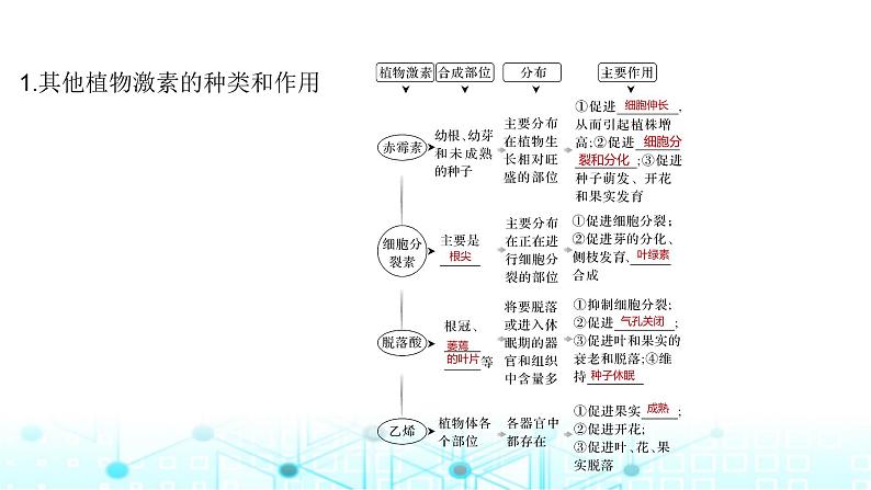 2024届苏教版高中生物一轮复习其他植物激素、植物生长调节剂的应用及环境因素参与调节植物的生命活动课件05