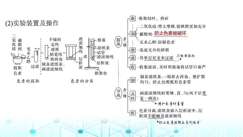 2024届苏教版高中生物一轮复习光合作用的原理课件06