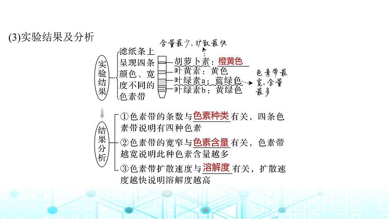 2024届苏教版高中生物一轮复习光合作用的原理课件07