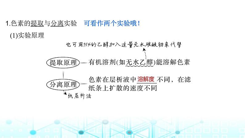 2024届苏教版高中生物一轮复习光合作用的原理课件05