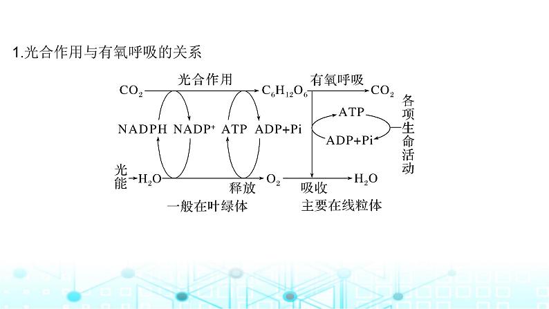 2024届苏教版高中生物一轮复习光合作用与细胞呼吸的综合分析课件04