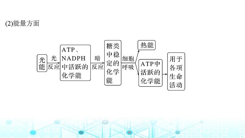 2024届苏教版高中生物一轮复习光合作用与细胞呼吸的综合分析课件06