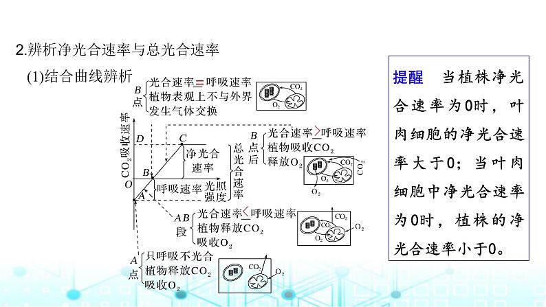 2024届苏教版高中生物一轮复习光合作用与细胞呼吸的综合分析课件08