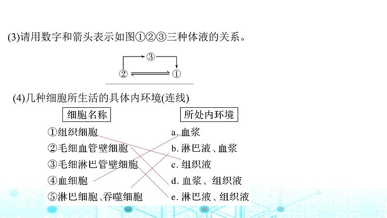 2024届苏教版高中生物一轮复习人体的内环境与稳态课件第6页