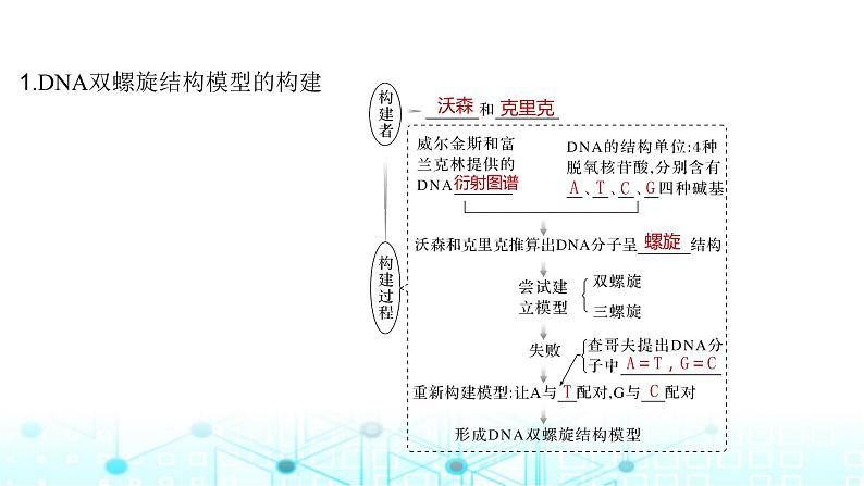 2024届苏教版高中生物一轮复习DNA的结构、复制及基因的本质课件第5页