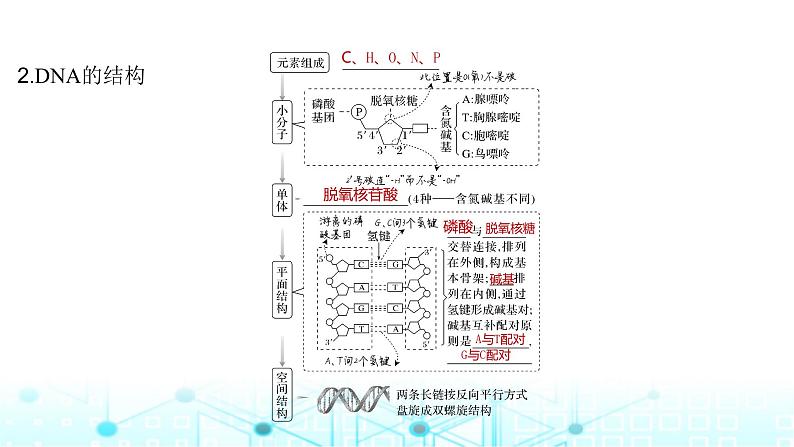 2024届苏教版高中生物一轮复习DNA的结构、复制及基因的本质课件第6页