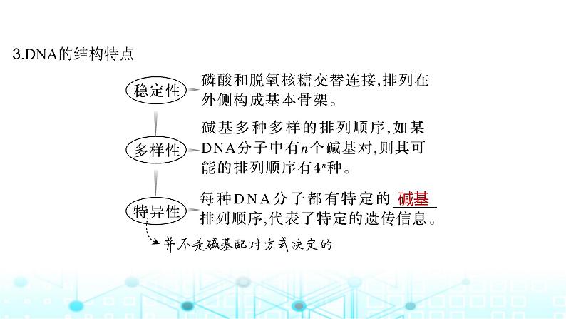 2024届苏教版高中生物一轮复习DNA的结构、复制及基因的本质课件第8页