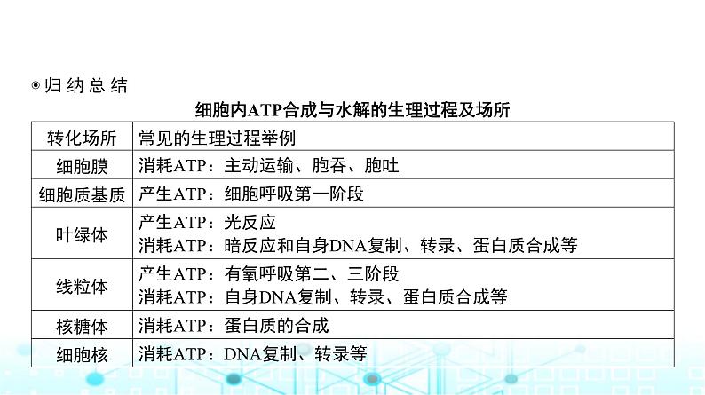 人教版高中生物必修一ATP课件第6页