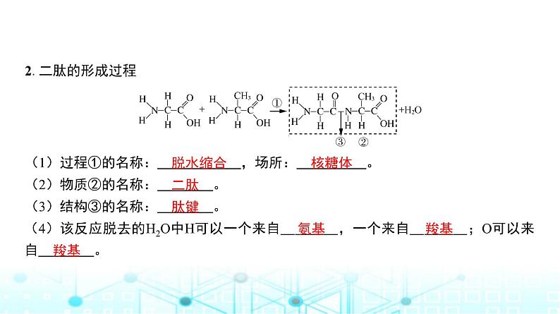 人教版高中生物必修一蛋白质与核酸课件第5页