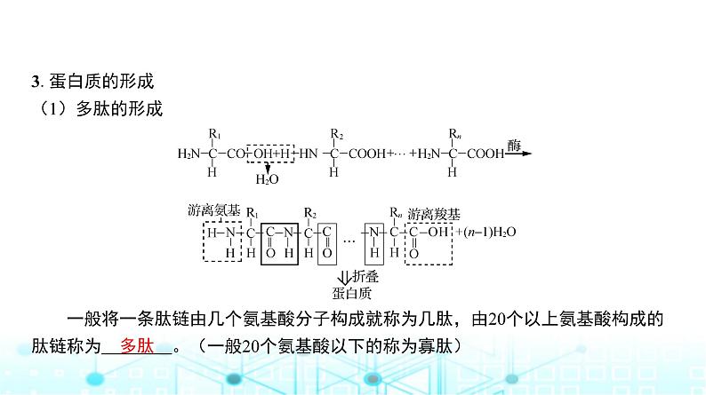 人教版高中生物必修一蛋白质与核酸课件第6页