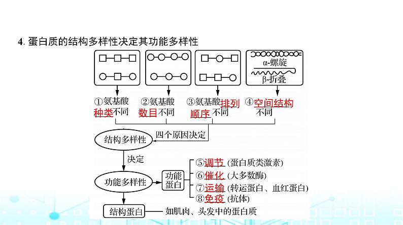 人教版高中生物必修一蛋白质与核酸课件第8页