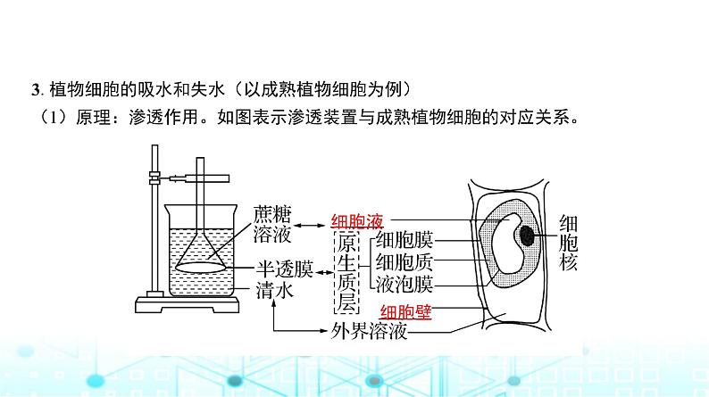 人教版高中生物必修一细胞的物质输入和输出课件第6页