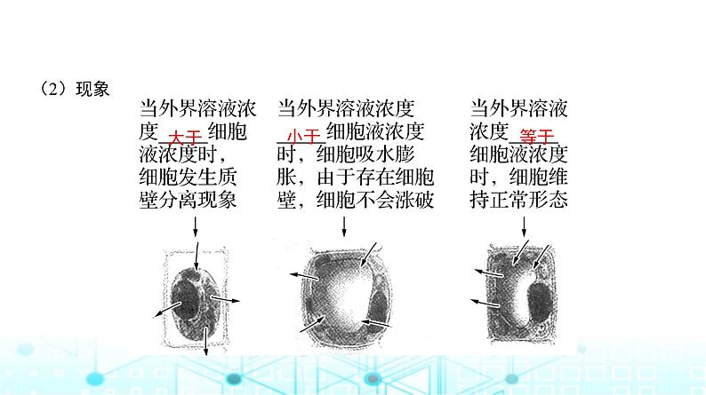 人教版高中生物必修一细胞的物质输入和输出课件第7页