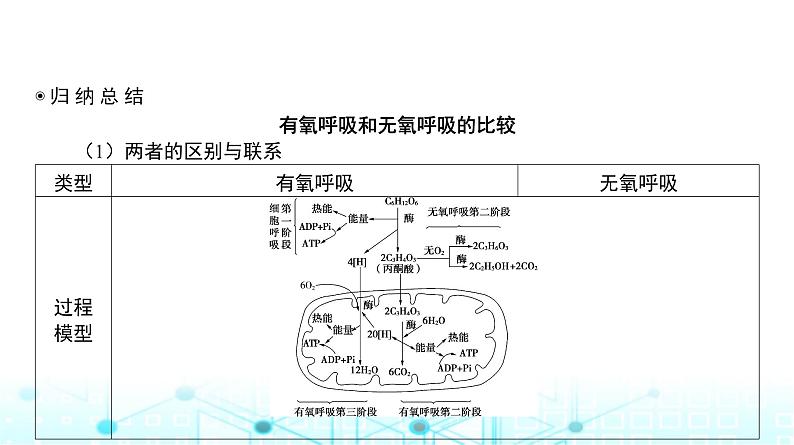 人教版高中生物必修一无氧呼吸、细胞呼吸原理的应用课件07