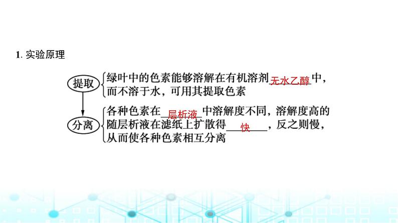 人教版高中生物必修一捕获光能的色素和结构课件第4页