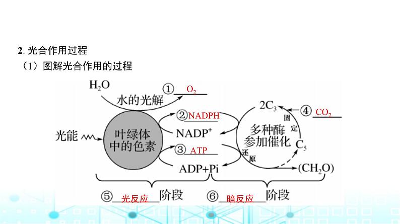 人教版高中生物必修一光合作用的原理及影响因素课件第7页