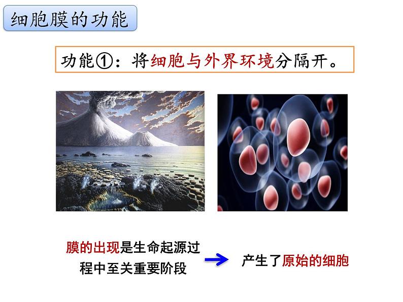 3.1.1 细胞膜的结构与功能课件PPT第3页