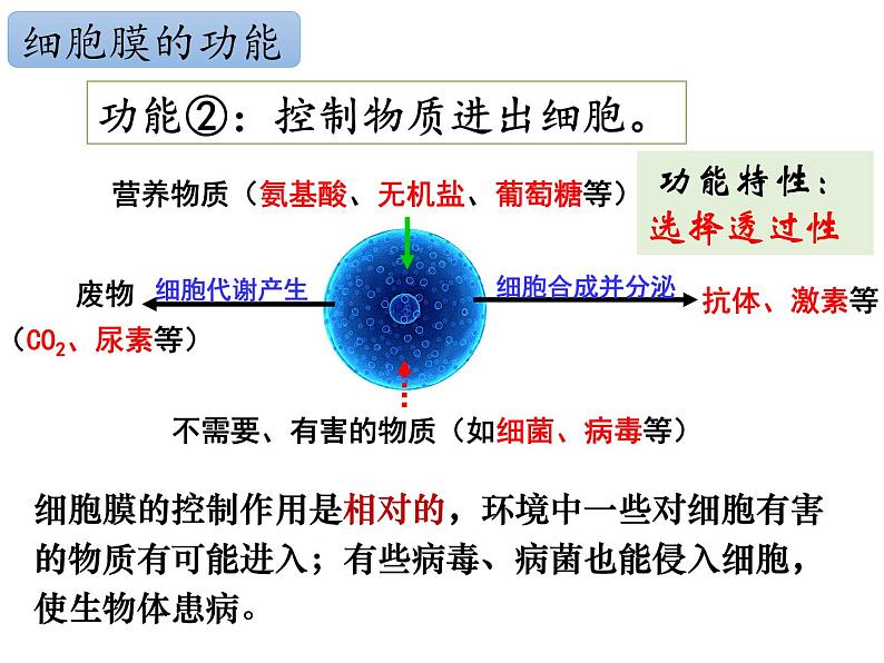 3.1.1 细胞膜的结构与功能课件PPT第4页