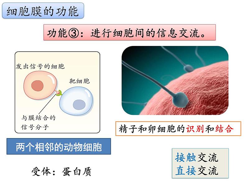 3.1.1 细胞膜的结构与功能课件PPT第7页