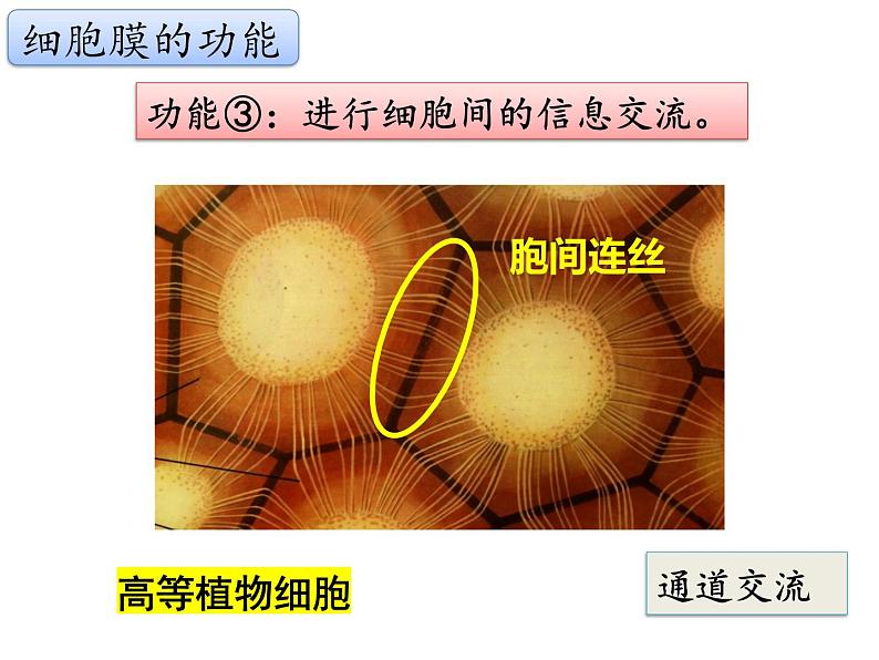 3.1.1 细胞膜的结构与功能课件PPT第8页